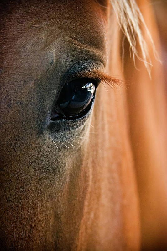 Purchase an art print of the photograph "Horse Eye" by Adam Romanowicz. Choose from multiple sizes and hundreds of frame and mat options. All prints are professionally printed, packaged, and shipped within 3 - 4 business days.