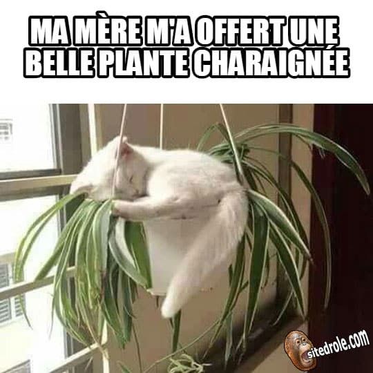 La Plante Charaignee Images Droles Image Drole Animaux Blague Chat La Plante Charaignee Images Droles Image Drole Animaux Blague Chat