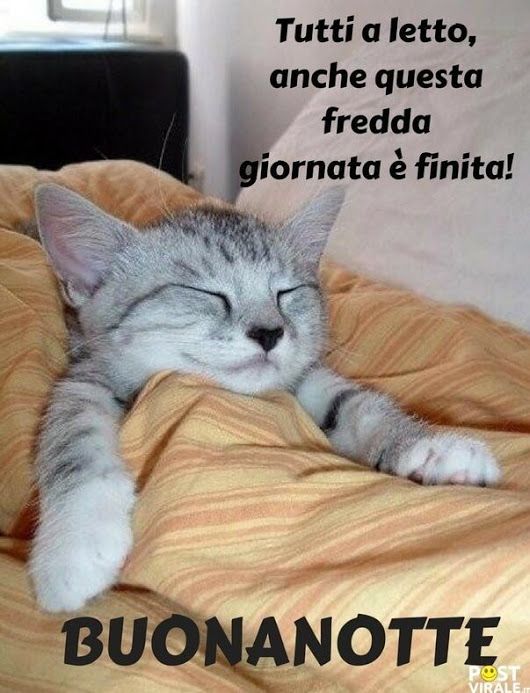 BUONANOTTE A TUTTI VOI MIEI CARISSIMI AMICI ....CON DOLCI BACI ...😻😻😻😻😻😻😻😻😻😻😺😺😺😺😺😺.....DOCI SOGNI A TUTTI ....👌😻😻👌 - Nahema N. - Google+