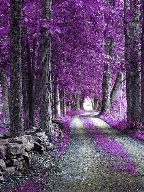 Mor Renkte Doga Resimleri Purple Trees Nature Beautiful Nature Mor Renkte Doga Resimleri Purple Trees Nature Beautiful Nature