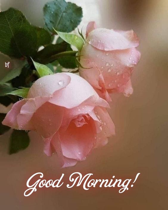 lions-with-good-morning