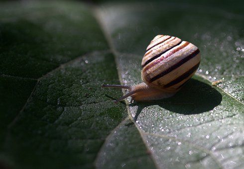 Snail Leaf Wet Shell Light Nature Snail Snails In Garden Snail Image