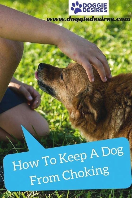 Dog Training Tricks Dog Training Quadrants K9 Dog Training