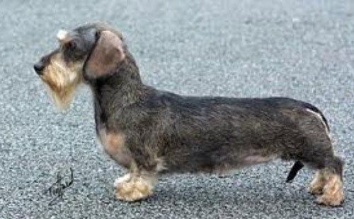 Different Types Of Dachshunds With Pictures Wire Haired