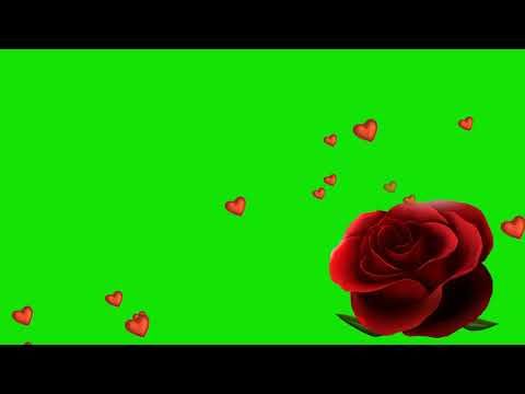 Wedding Rose Flower Green Screen Video Greenscreen Green Screen Footage Animation Background