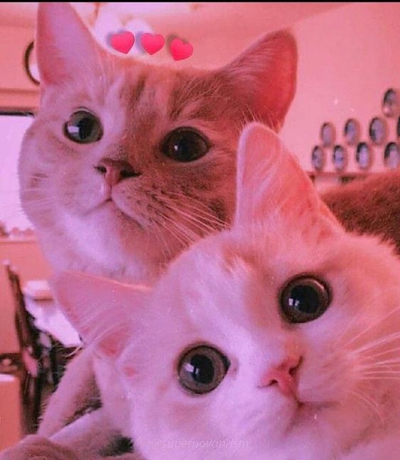 dp-cute-cat