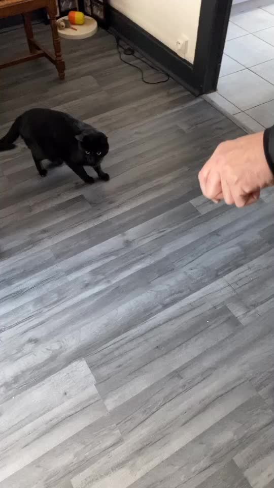 Pin By Klaracoconut On Tik Tok Creative Expressions Hardwood Floors Hardwood Pin By Klaracoconut On Tik Tok Creative Expressions Hardwood Floors Hardwood