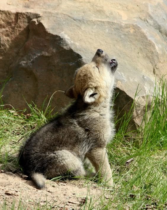 "Wolf Cub in Conversation" by Robert Thommes: Wolf cubs were hanging out near a den, as this one decided to try and strike up a conversion with it's siblings. Turned out it was the only one interested in "talking" at that moment.