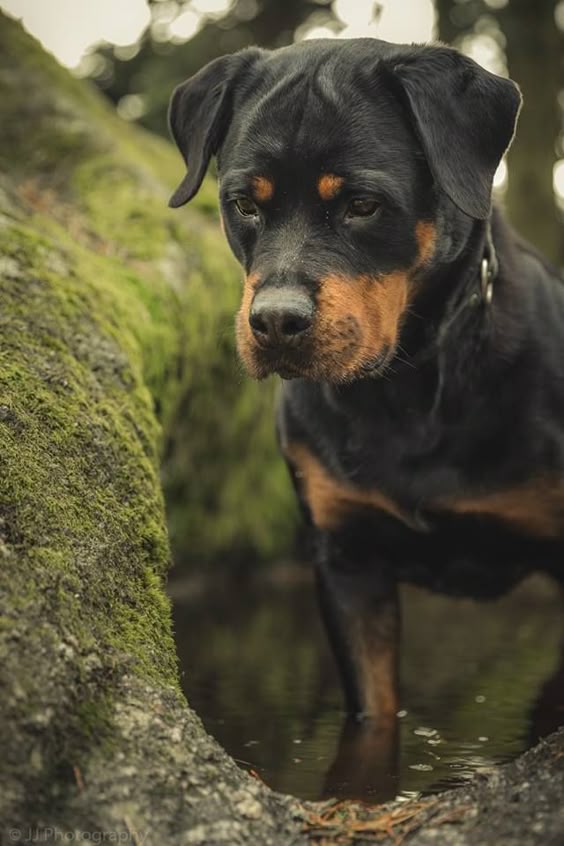 rottweiler-dog-3d-photo