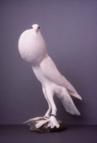 im cryin look at this pigeon