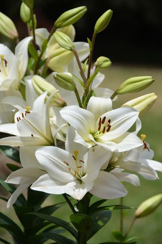 Melbourne International Flower Garden Show 2022