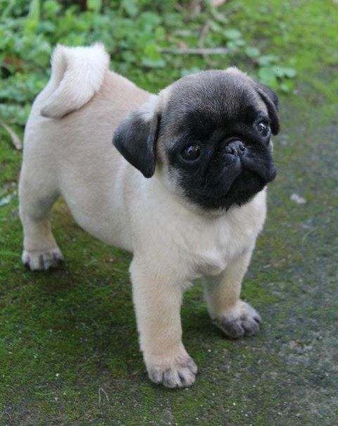 Down Syndrome Dog Puppy Baby Pugs Cute Pug Puppies