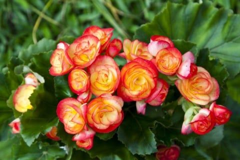 多年草の夏の花おすすめ10選 植えっぱなしでも毎年楽しめるのは Horti ホルティ By Greensnap バルコニーガーデニング 夏の花 季節の生花種類 多年草の夏の花おすすめ10選 植えっぱなしでも毎年楽しめるのは Horti ホルティ By Greensnap バルコニーガーデニング 夏の花 季節の生花種類