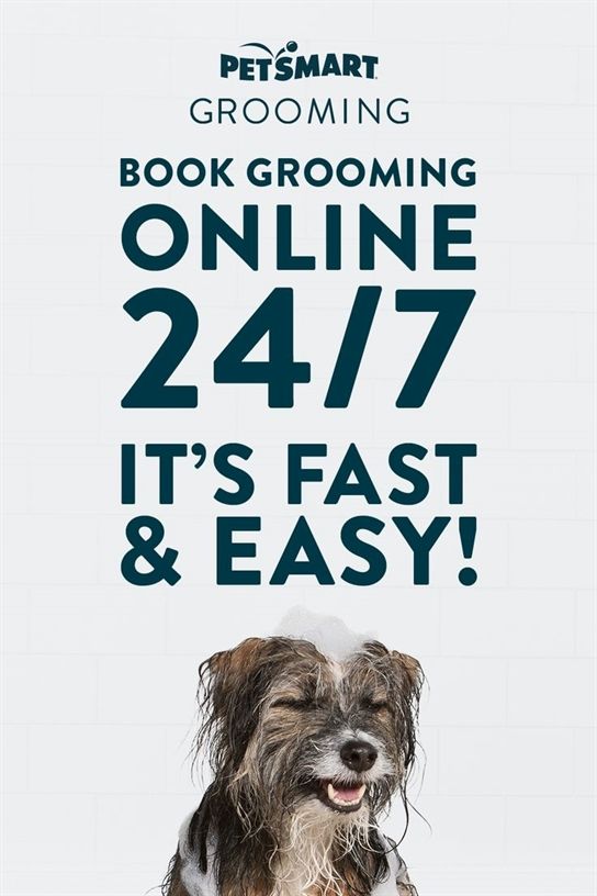 Dog Training Las Vegas Dog Training Raleigh Nc Dog Training