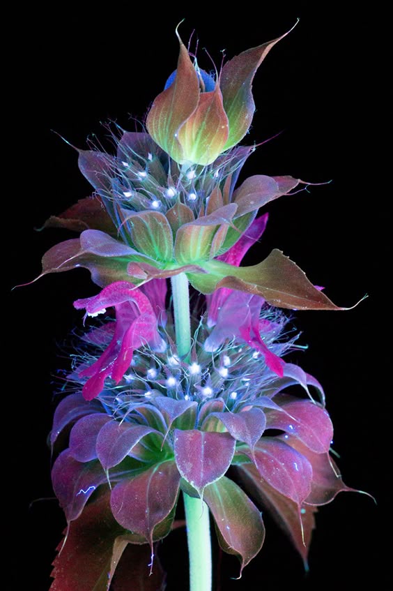 I Photographed The Invisible Light That Plants Emit