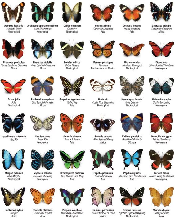 butterfly