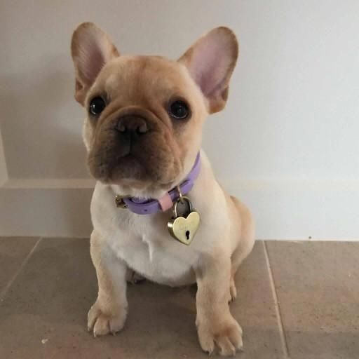 Dog Care And Training Tips Dogtraininghouston Dog Behavior