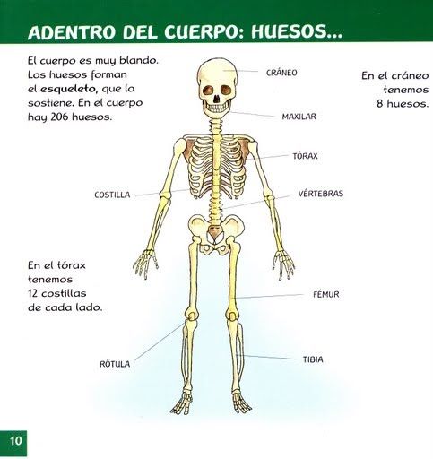 qué órganos blandos protegen las costillas