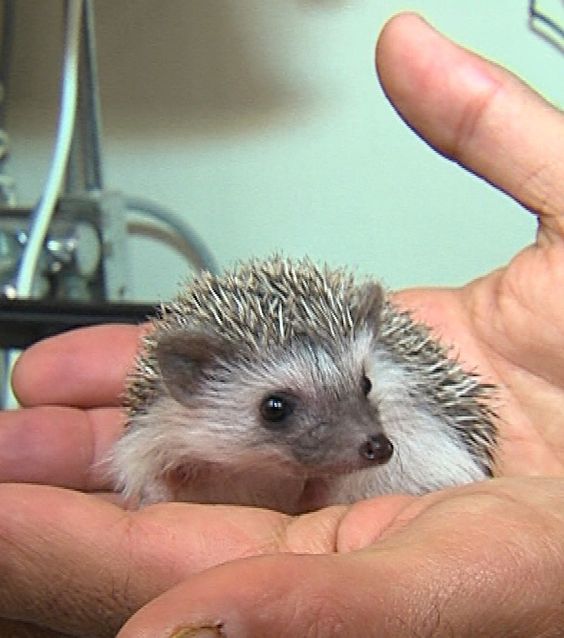 Baby pygmy hedgehog. No one's playing croquet with this baby!