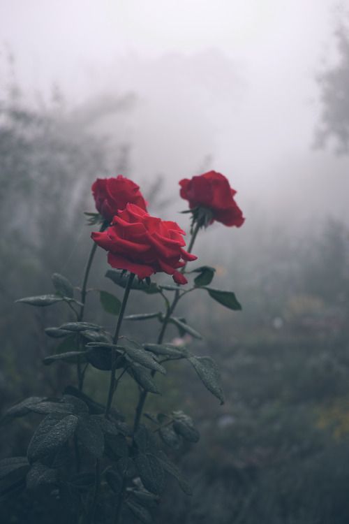 expressions-of-nature: by Kaensu red roses are my favorite.