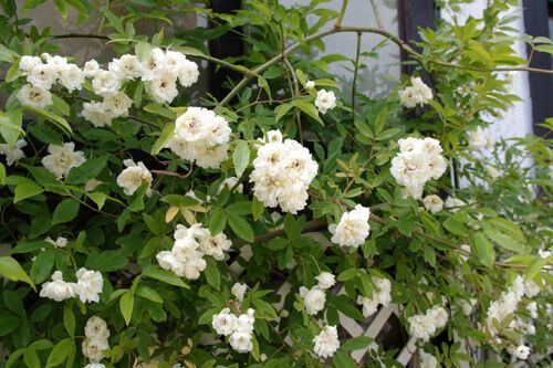 白モッコウバラ開花 園芸 モッコウバラ 開花 白モッコウバラ開花 園芸 モッコウバラ 開花