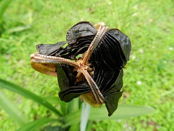 Sikkim Flora.