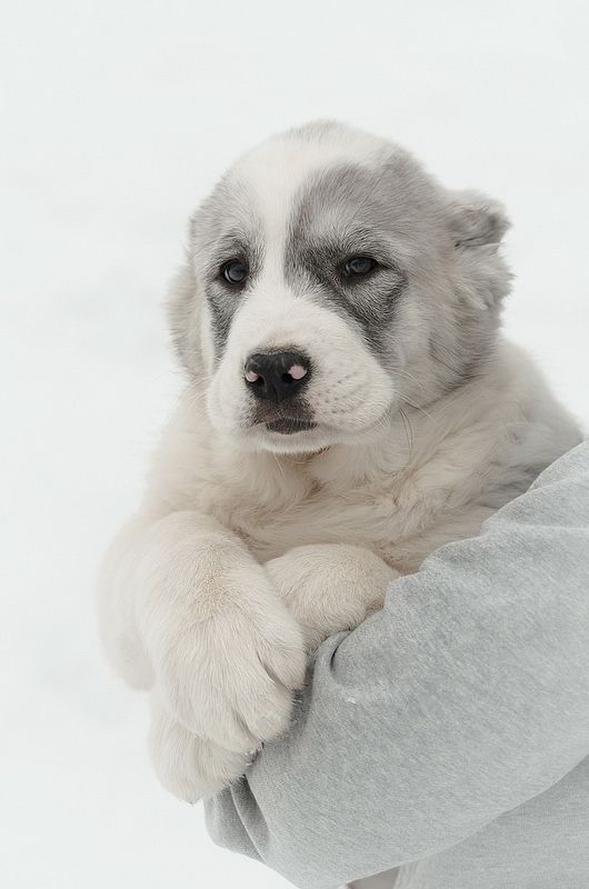 Central Asian Shepherd Dog Alabai Dog Dog Breeds Shepherd Dog