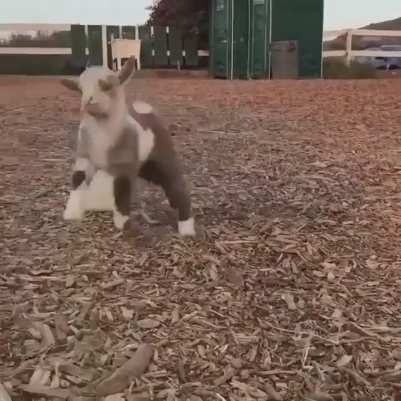 Happy baby goat