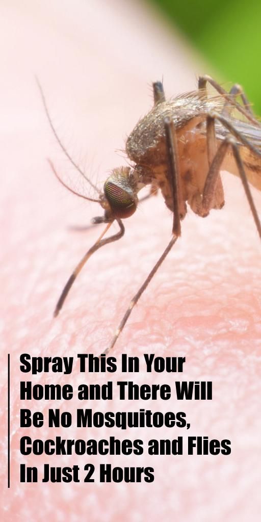 spray this in your home and there will be no mosquitoes cockroaches and flies in just 2 hours mosquito cockroaches keep it cleaner