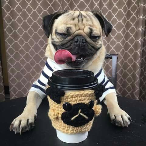 Doug The Pug Pugs Funny Baby Pugs Pug Puppies