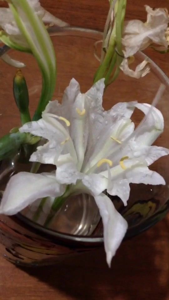 ورد Wordpress زهرة Flower Nature طبيعة In 2021 The Creator Plants