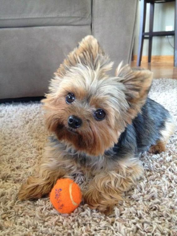Top 35 Latest Yorkie Haircuts Pictures - Yorkshire Terrier Haircuts
