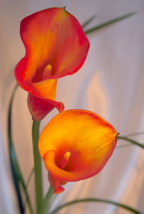 Orange Calla Lilies On Satin
