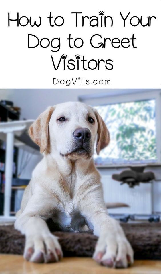 How To Train Your Dog To Greet Visitors In 5 Easy Steps Training