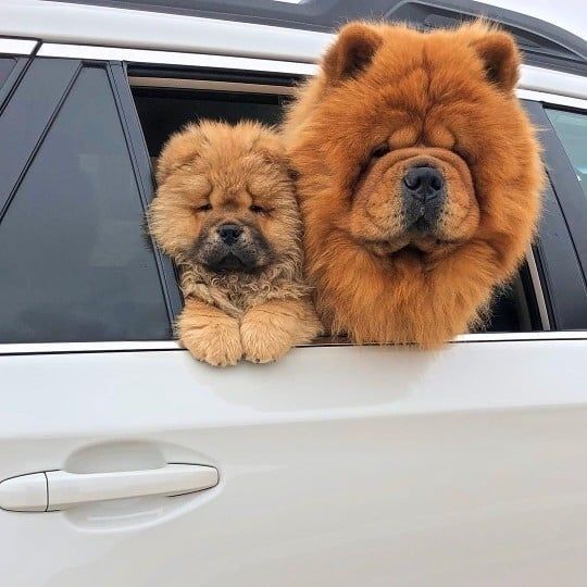 Cute Baby Animals Image By Rumqnka On Dogs In 2020 Cute Animals