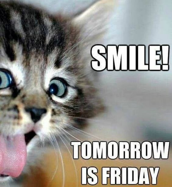 101 Funny Thursday Memes That Work Day and Night to Make You Happy