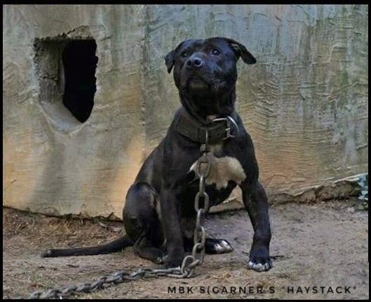 Pin On All About Dogs