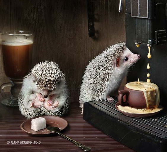 Prophotos.ru. Профессионально о фотографии - Ежики, которые сделают ваш день!