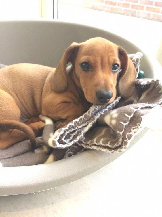 Discover The Vigilant Daschund Pup Exercise Needs