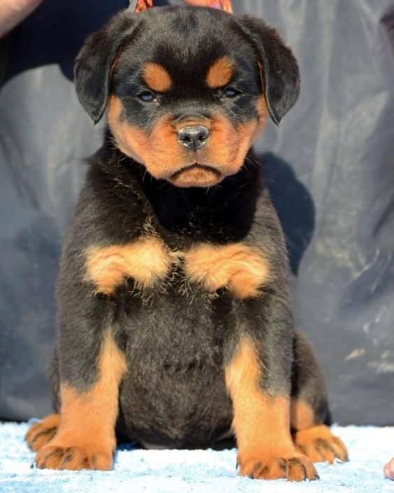 rottweiler-dog-3d-photo