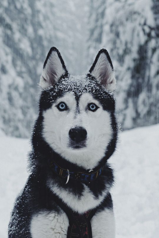 Husky Puppies Husky Puppy Siberian Husky