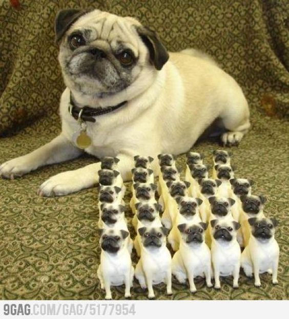 Pugsley And His Pug Army Pugs Funny Pug Memes Pugs