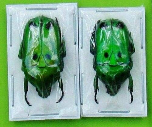 Lot of 20 Iridescent Jewel Beetle Chrysochroa fulminans fulminans Fast from USA Lot of 20 Iridescent Jewel Beetle Chrysochroa fulminans fulminans Fast from USA