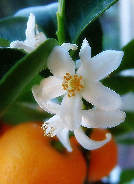 How I miss the smell of orange groves!
