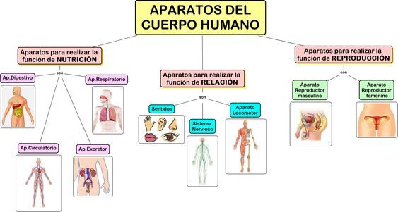 Relacion entre los sistemas del cuerpo humano