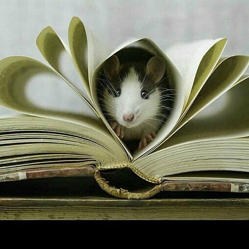 Il Est Tellement Adorable Cuuuuute Cute Rats Pet Rats Rats