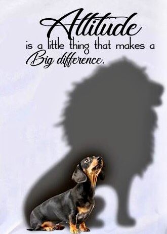 Pin By Debbie On Dachshund Dog Quotes Love Dog Quotes