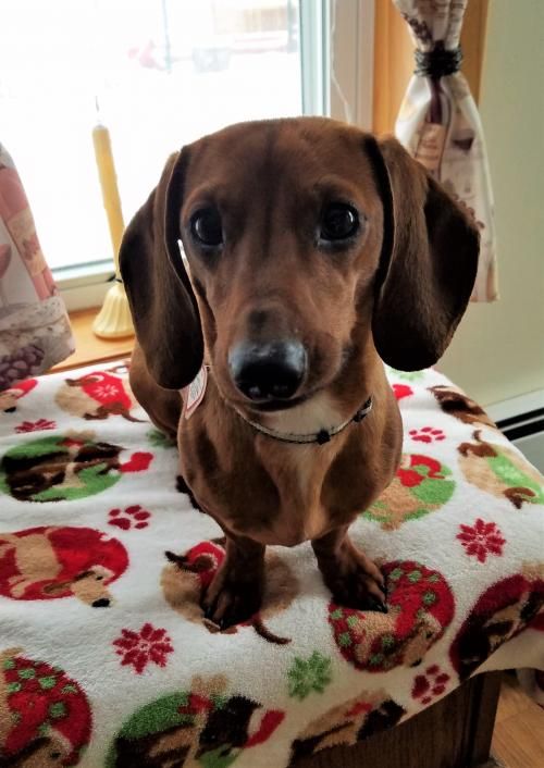 Tanner 4 In Vt Weenie Dogs Doxie Dogs Weiner Dog