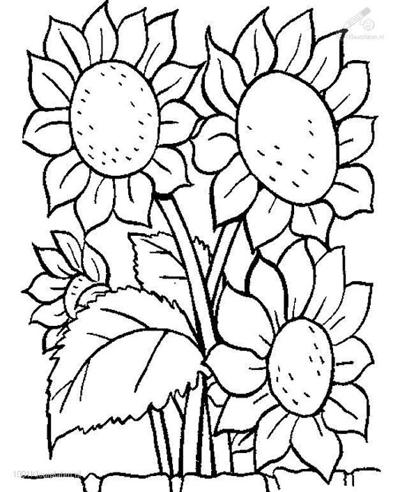 Flower+Coloring+Pages | 1001 COLORINGPAGES : Plants >> Flowers ... Flower+Coloring+Pages | 1001 COLORINGPAGES : Plants >> Flowers ...