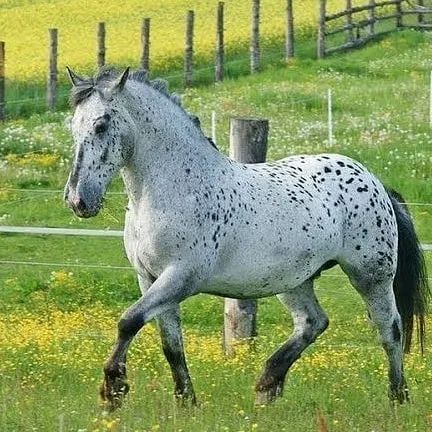 What is a Dapple Grey Horse? Horse Dappling explained - Seriously Equestrian